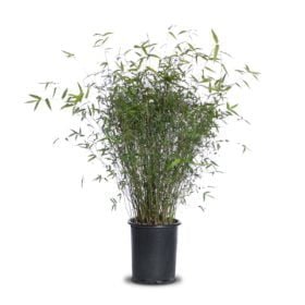 Phyllostachys bissetii (Bisset Bamboo)